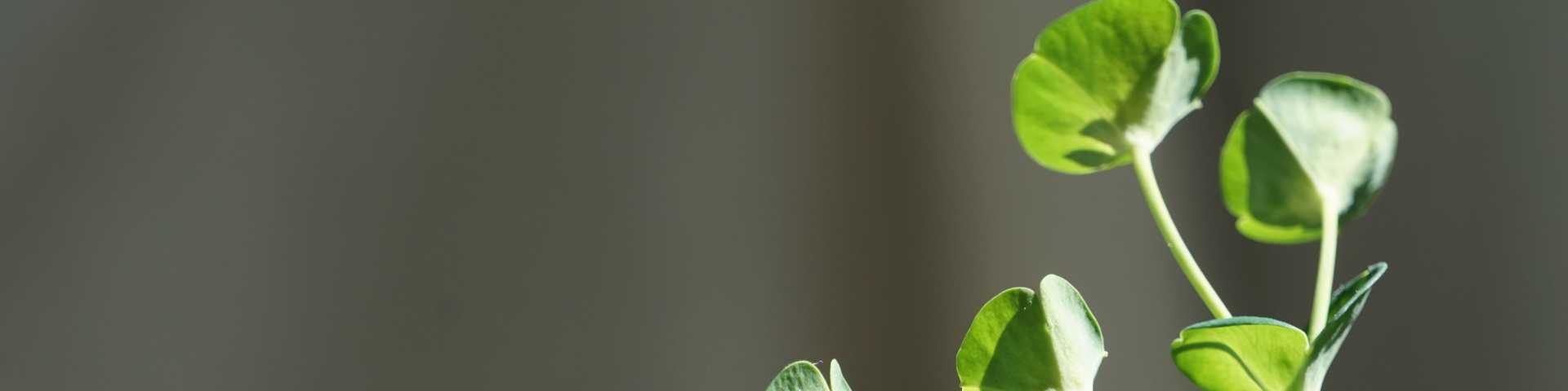 contact header